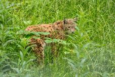 NP Bayerischer Wald_Luchs_D8B0255